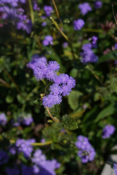 DSC01535
